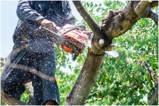 tree services Summerhill